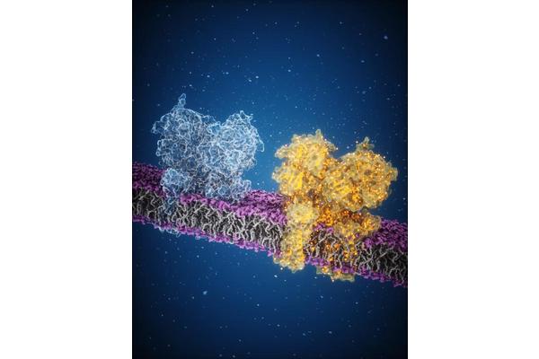Unveiling the Timeless Brain Channels: How Chemical Flux Fuels Learning and Cognition