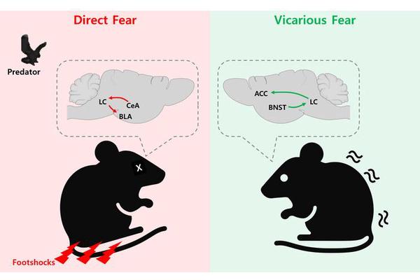 Decoding Fear: How the Brain Differentiates Between Direct and Vicarious Threats