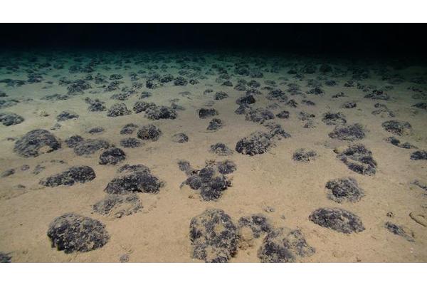 Scientists Warn: Deep Sea Mining for Rare Metals Could Affect Marine Life for Decades
