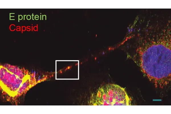 Unveiling the Tunnel-Building Mechanism: How Zika Virus Transmits from Mother to Fetus