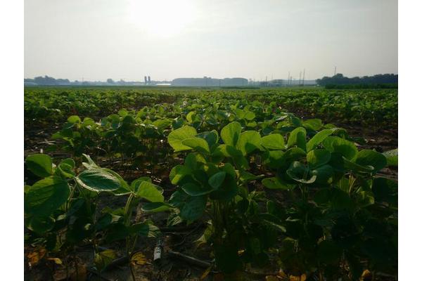 Traditional Breeding Methods Fail to Enhance Soybean Photosynthesis Efficiency