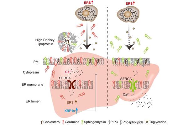 New Insights into Adipocyte-Hepatocyte Communication Revealed During Endoplasmic Reticulum Stress Response