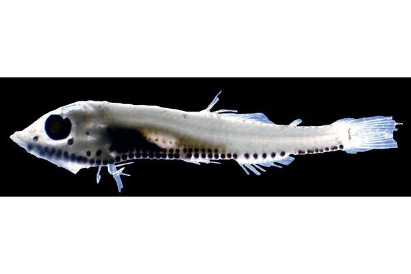 Recent Research Unveils the Secrets Behind Bioluminescence in the Elusive Fish Vinciguerria mabahiss