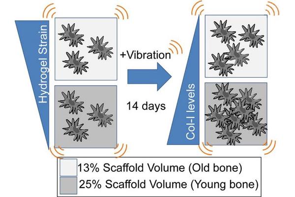 New 3D Bone Marrow Model Unveils Trabecular Volume’s Impact on MSC Response and Aging-Related Bone Loss in Microgravity
