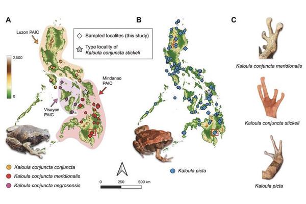Decades of Mystery Solved: Philippine Frog Revealed as Hybrid After 80 Years of Scientific Puzzle