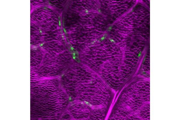 Revolutionary Genetic Defense: Plants Utilize Stomatal Genes to Combat Herbivore Threats
