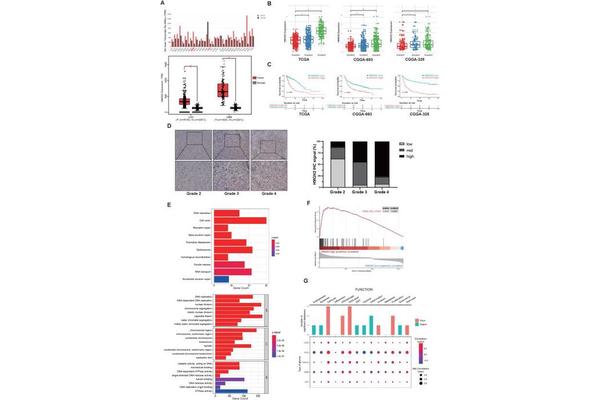 High-Mobility Group Nucleosomal-Binding Domain 2: A Promising Prognostic Marker and Therapeutic Target for Gliomas