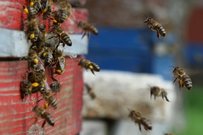 Honeybees at beehive