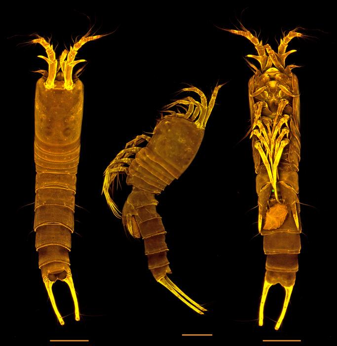 Tetragoniceps bermudensis