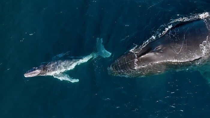 A mother and baby humpback whale in Kiama, New South Wales, Australia