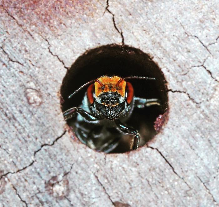 Native Australian bee in bee hotel. Picture - Dr Kit Prendergast