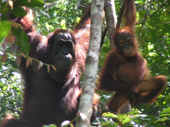 Sumerian Orangutans - 1