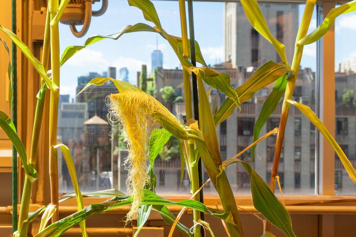 Corn growing at NYU