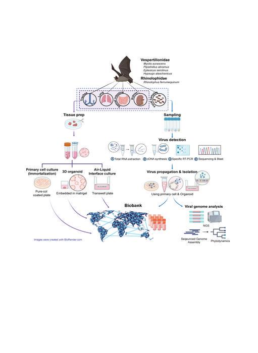 Figure 1. How scientists built a multi-species bat organoid platform to track and fight emerging viruses
