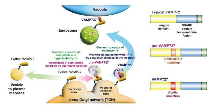 How VAMP72 evolved into VAMP727 through stepwise changes in plants
