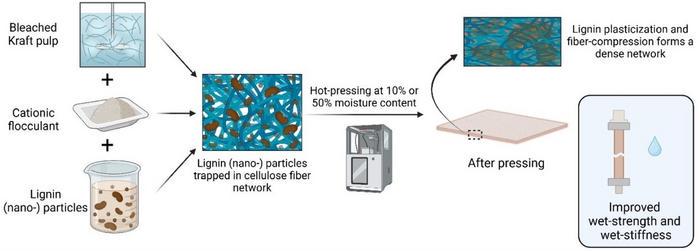 New Breakthrough in Kraft Lignin for Enhanced Wet-Strength in Molded Pulp Materials