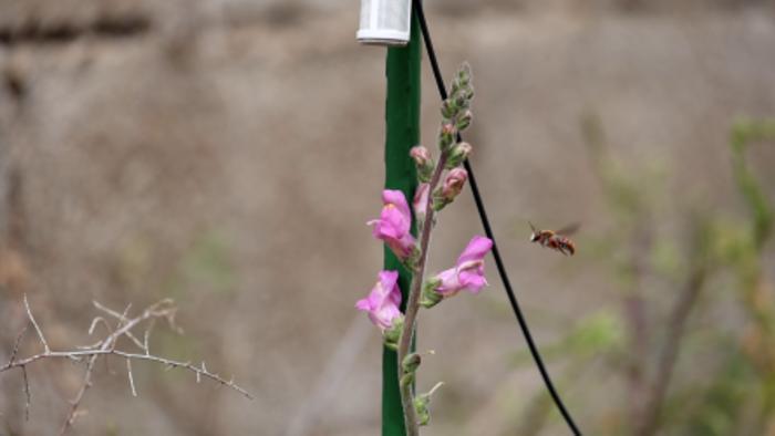 A photo of the recording device, the model snapdragon plant, and the approaching bee.