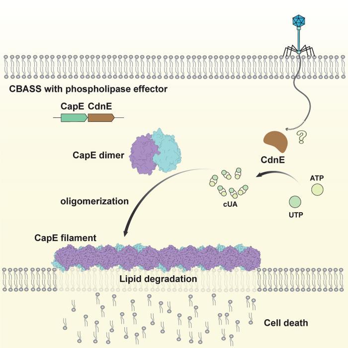 Model of anti-phage defense by CapE