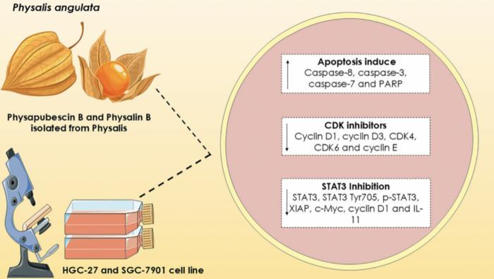 The chemopreventive effects of native Brazilian plants on stomach cancer: A review of the last 25 years