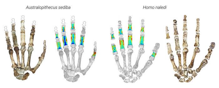 Fossil hands of Australopithecus sediba and Homo naledi