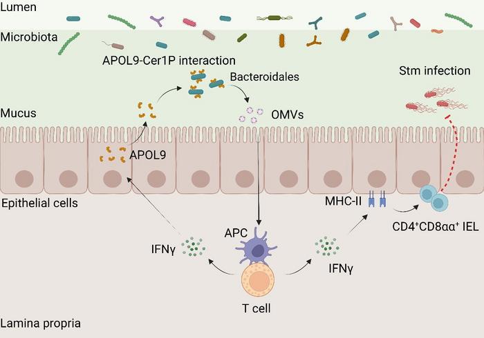 The proposed model for the novel apolipoprotein APOL9 that enhances mucosal immunity by activating the IFN-γ-MHC-II pathway through induction of OMVs release in Bacteroidales