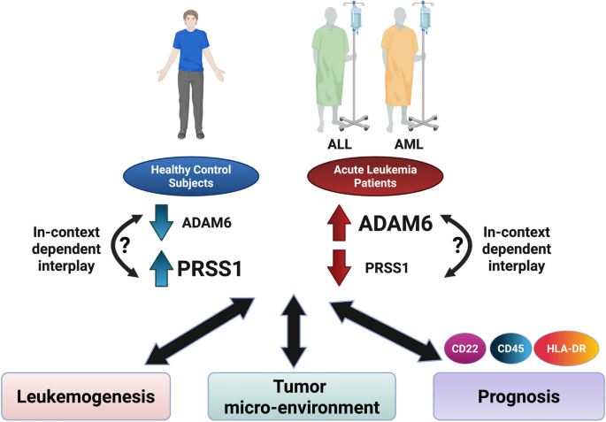 Emerging roles of ADAM6 and PRSS1 as novel diagnostic/prognostic biomarkers for acute lymphoblastic and myeloid leukemia in adults