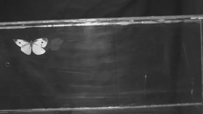 Tracking the movement of a white cabbage butterfly