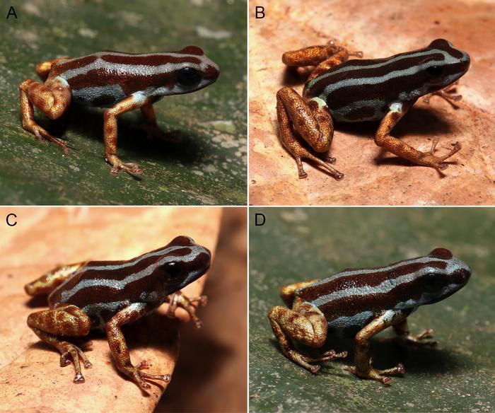 A remarkable new blue Ranitomeya species (Anura: Dendrobatidae) with copper metallic legs from open forests of Juruá River Basin, Amazonia