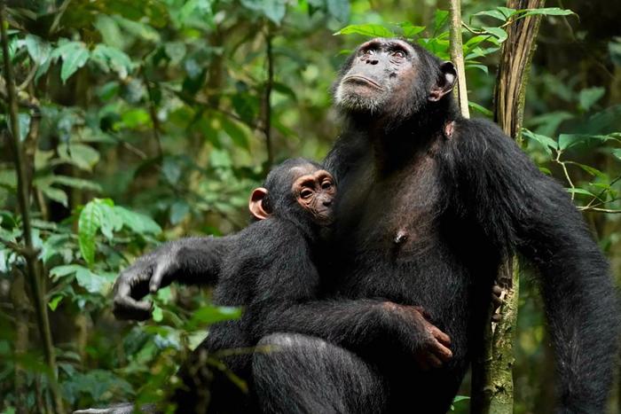 Chimpanzee mother nursing her offspring