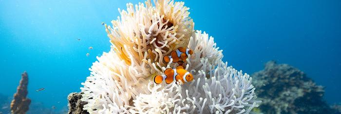 Clown anemonefish