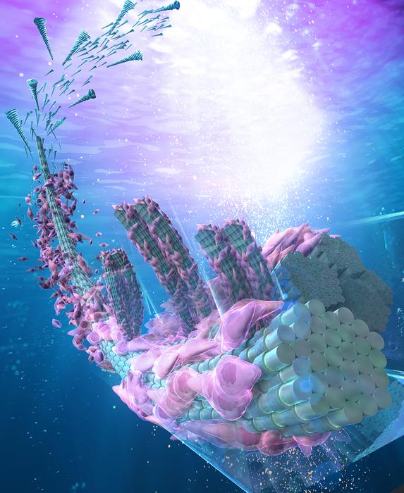 Graphical illustration of this study