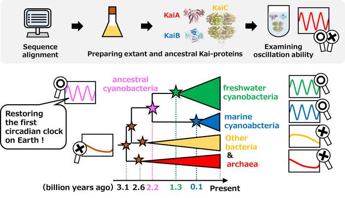 Molecular evolution of Kai-protein oscillator over 3 billion years