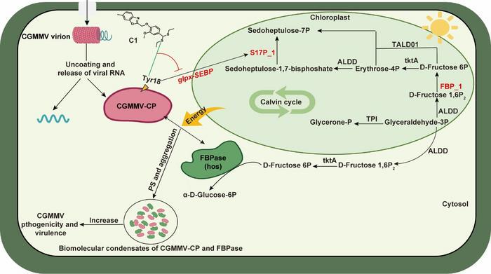 The interaction mechanism between CGMMV infection and the remodeling of plant photosynthesis