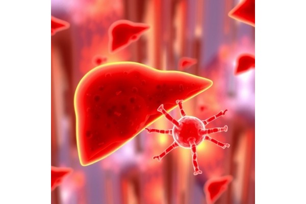 Immune Cells Drive Primary Liver Cancer: Study