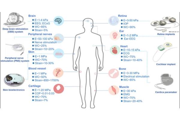 Biohybrid Soft Robots Powered by Yeast and Bioimpedance Sensing