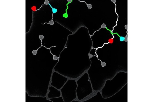 Linker-Free PROTACs Drive Efficient Oncoprotein Degradation