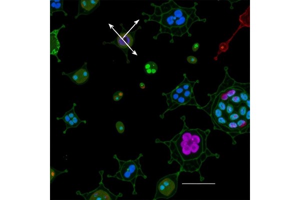 Boosting Stem Cell-Derived Islet Survival in Hypoxia