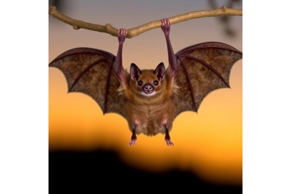 Morbillivirus Evolution and Ecology in Neotropical Bats