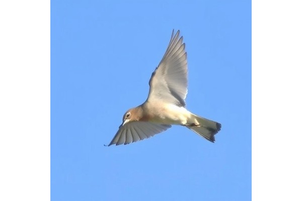 New Study Uncovers How Songbirds Adapt Flight Patterns Across Midwest Farmlands