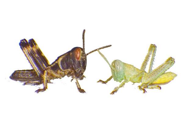Locust Hatchlings Arrive Ready to Eat in Dry Conditions