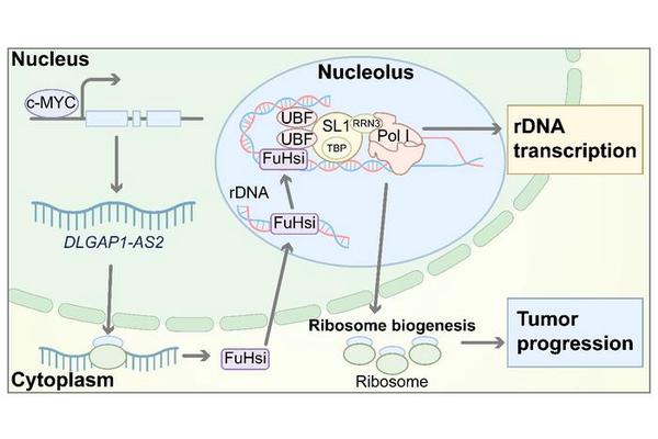 New Nucleolar Protein FuHsi Identified: Key Regulator of rDNA Transcription and Driver of Tumor Progression