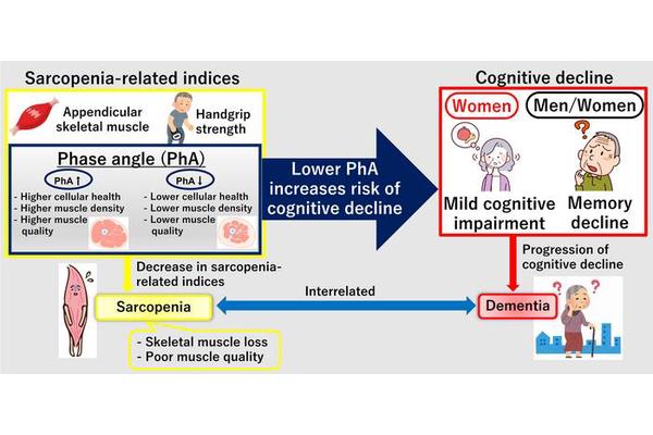 Muscle Quality: A Potential Early Indicator of Cognitive Decline