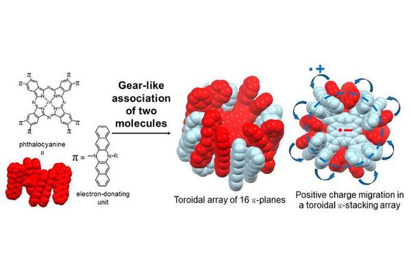Engineered Molecular Rings Mimic Plant Energy Transfer