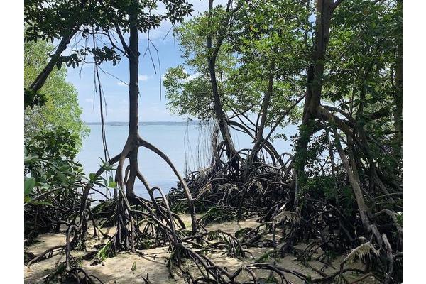 New Study Reveals How El Niño and La Niña Climate Swings Endanger Mangroves Globally