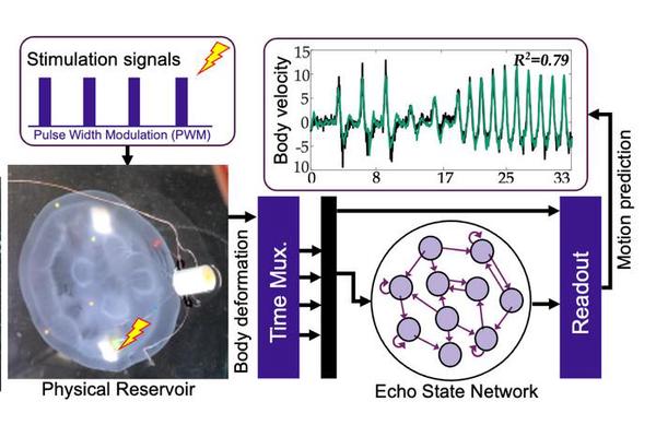 Navigating the Oceans Using Self-Powered Jellyfish Cyborgs