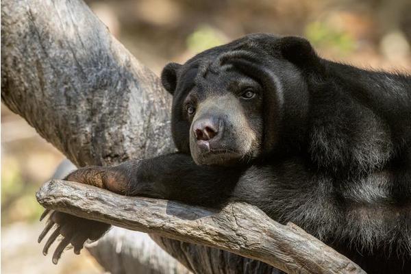 New Study Uncovers Factors Driving Illegal Bear Bile Consumption in Việt Nam
