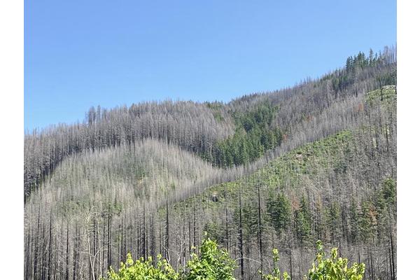 Study Finds Gradual Tree Mortality Slows Forest Recovery After 2020 Wildfires, PSU Researchers Reveal