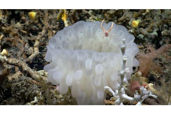 ‘Selfish’ Introners Identified as Key Drivers of Genetic Complexity