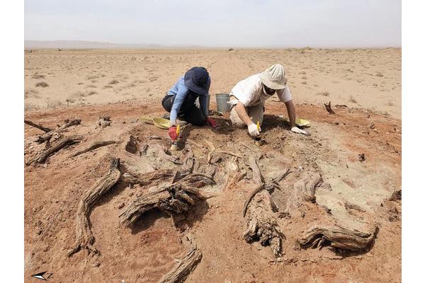 Unveiling the Secrets of the Enigmatic Gobi Wall