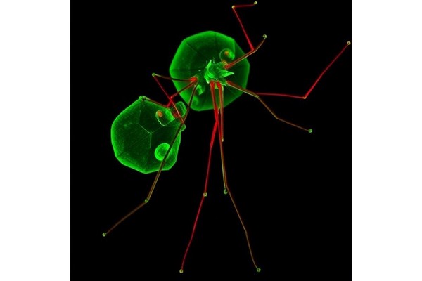 PfPPM2 Controls Malaria Parasite Growth and Conversion